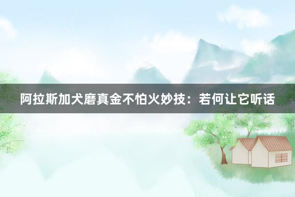 阿拉斯加犬磨真金不怕火妙技：若何让它听话