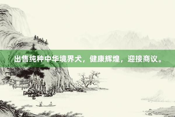 出售纯种中华境界犬，健康辉煌，迎接商议。